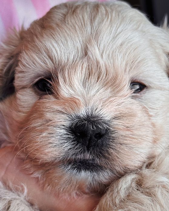 Мальтезе та Мальтіпу