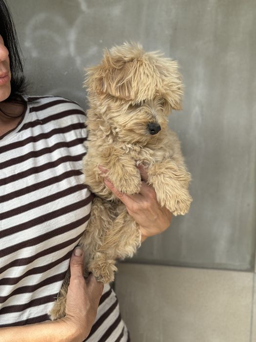 Той пудель мальтіпу хлопчик не линяє, гіпоалергенна шерсть