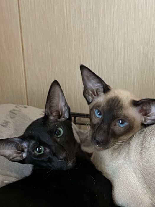 Орієнтальне кошеня, хлопчик Топчик