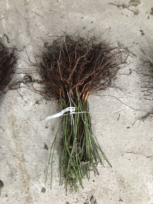 Podkładka bezkolcowa róży