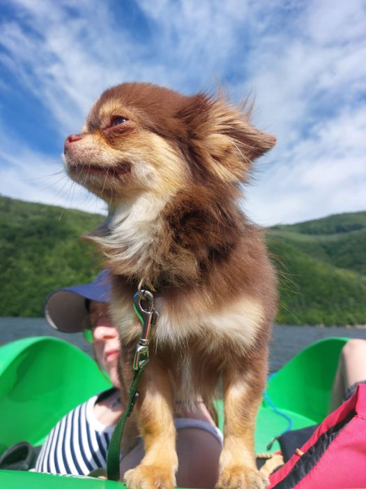 Chihuahua dlugowlosy FCI czekoladowy podpalany REPRODUKTOR