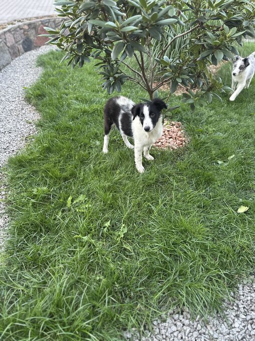 Piesek czarno bialy border collie