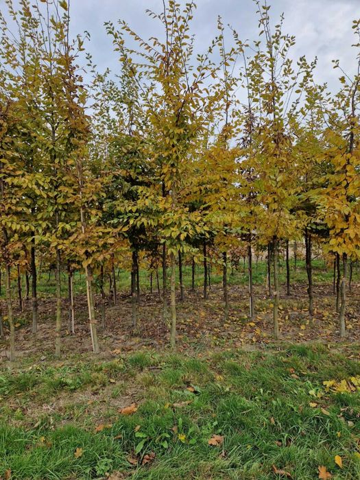 Grab - drzewa alejowe, Jesion Wyniosły