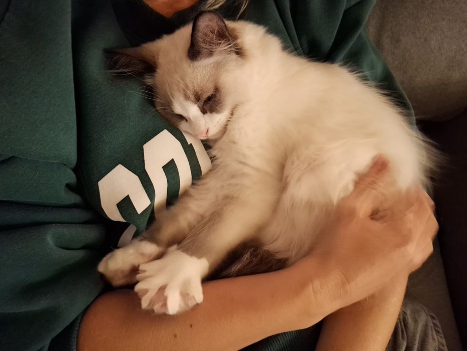 Kocięta Ragdoll szukają swoich domków