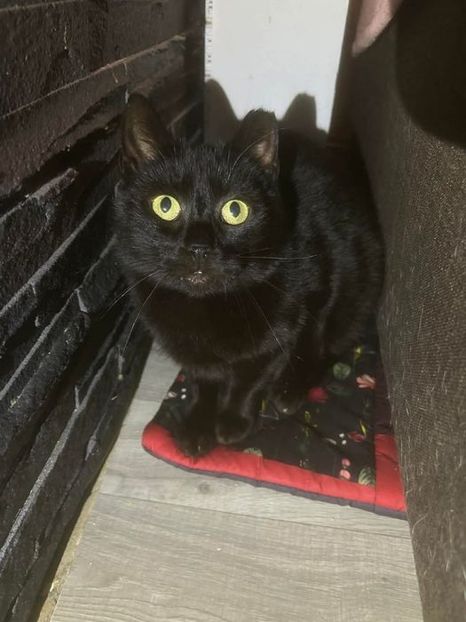 Bakuś szuka domu na zawsze