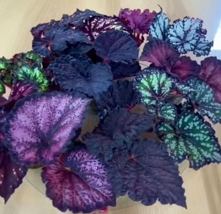 Листики и кустики! Сортовые Королевские Бегонии