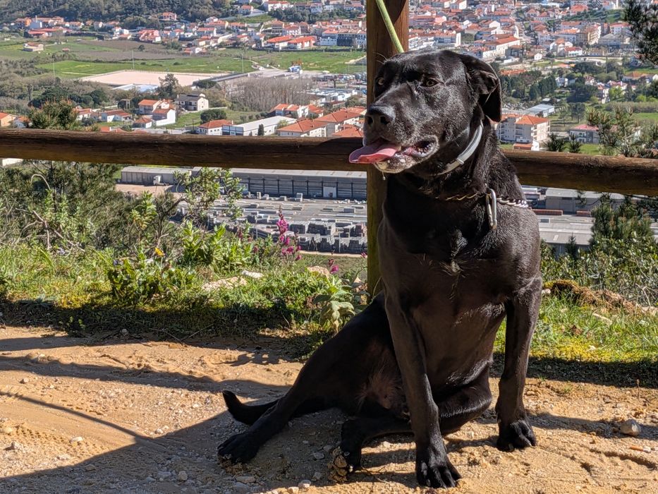Dou para adopção