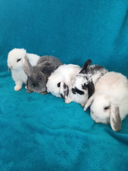 Króliki miniaturki Mini Lop