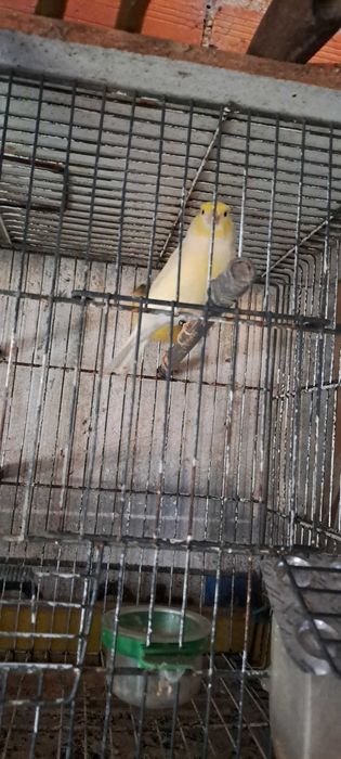 Vendo canarios e canaria