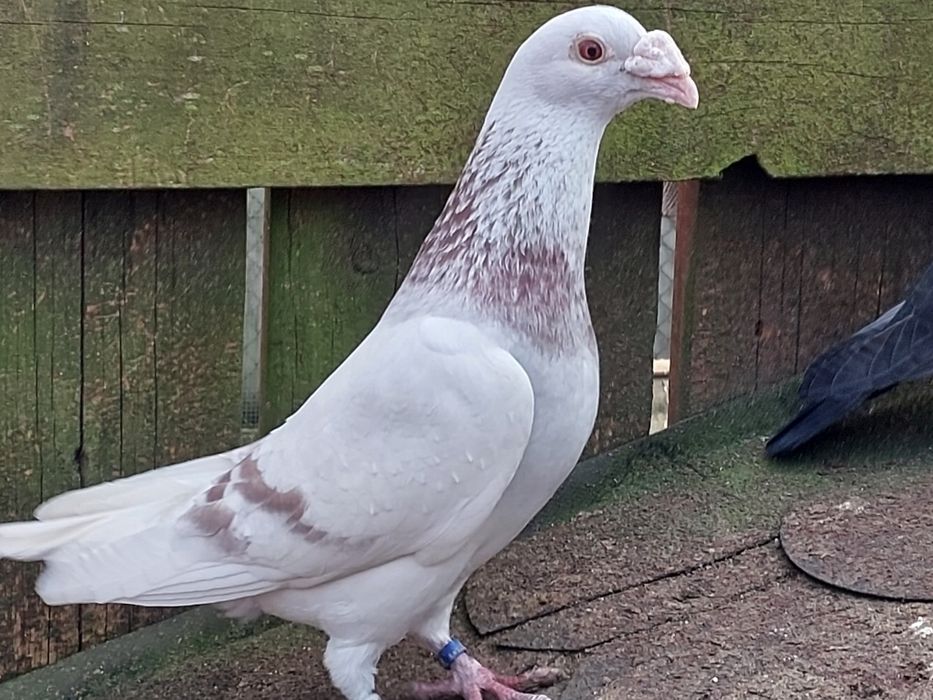 Gołębie staropolskie