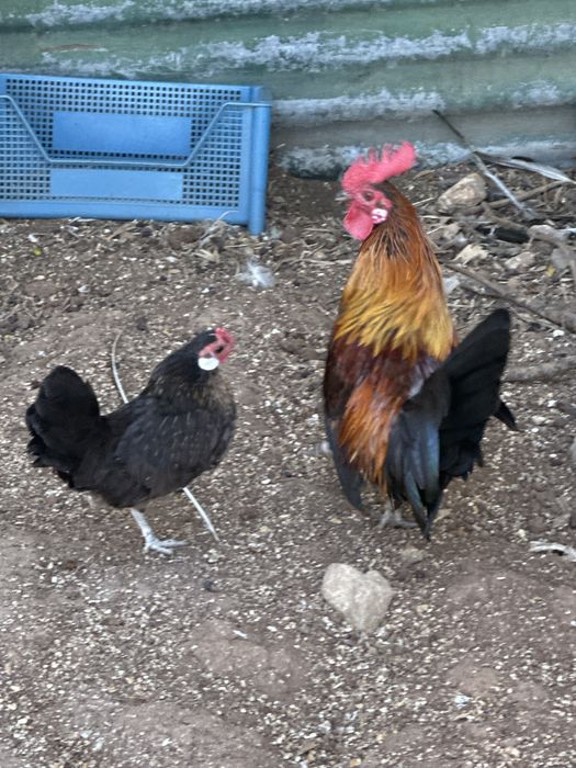 Casal de coquichos Krill