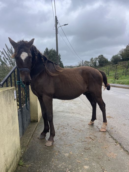 Para venda cavalo inteiro super mansinho