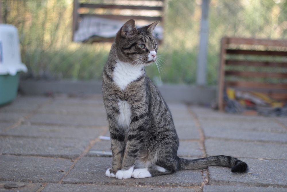 Spokojny, delikatny i młody Chips czeka na szansę na dom!