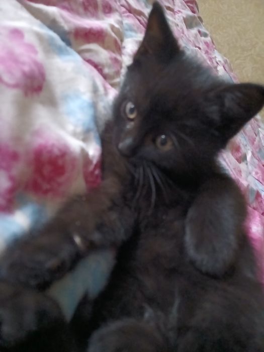 Котята чорні хлопчики, сіра дівчинка  1.5 меяца