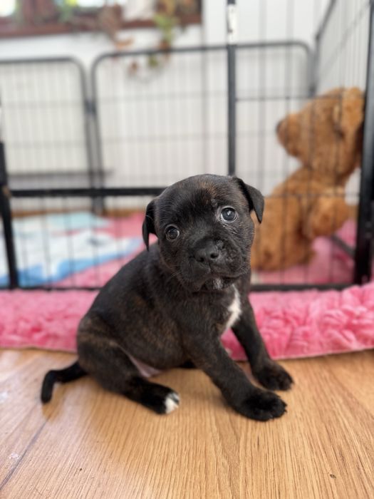 Staffordshire Bull Terier ZKWP FCI  Cornelia