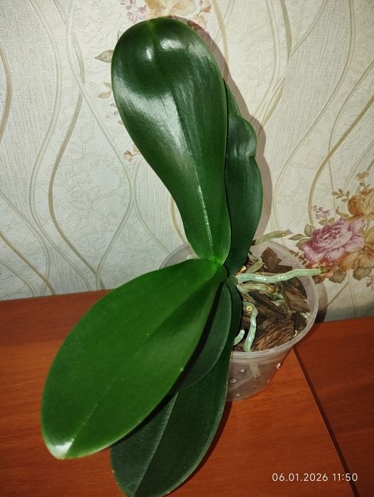 Орхідея / Фаленопсис набір