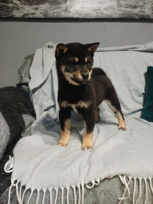 Shiba inu-Gotowy do odbioru