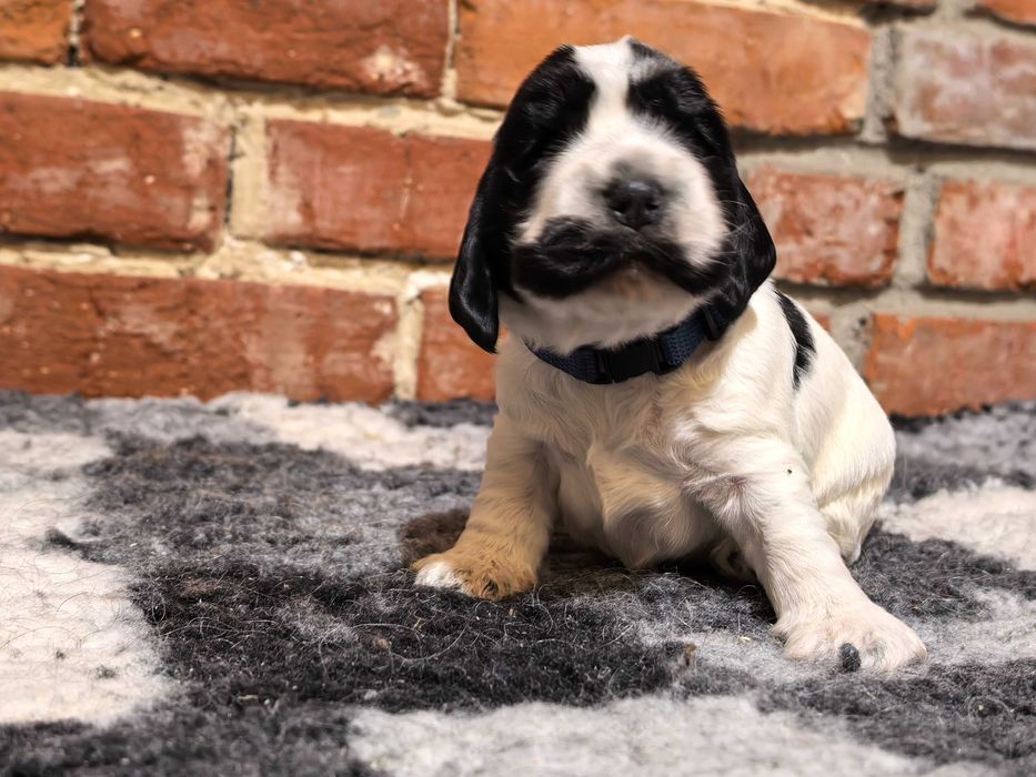 Cocker spaniel angielski ZKwP