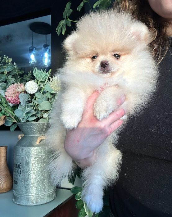 Lulu da pomerânia  fêmea com LOP pronta para entrega