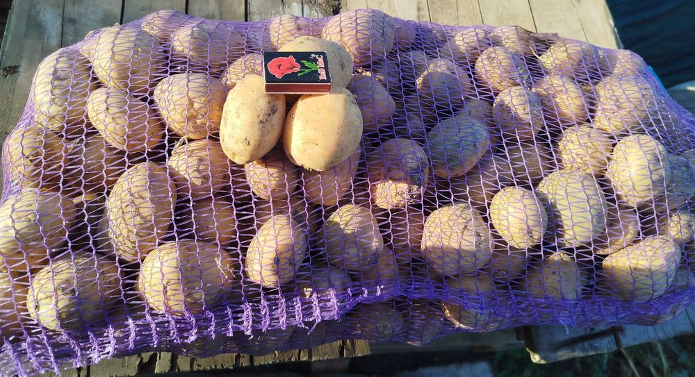 Продам насіннєву картоплю сорт "РІВЬЄРА"