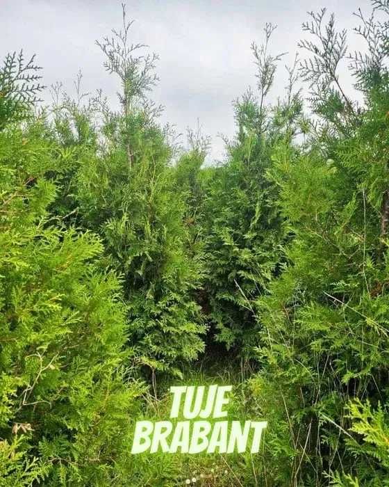 Tuja Brabant 250 , 220 cm SADZIMY (dostawa GRATIS cały kraj)