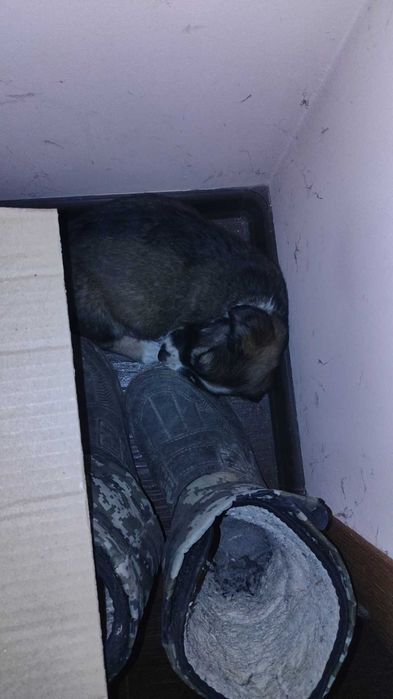 Віддаю щенят в добрі руки .Макарів ,область. Будуть не великі.