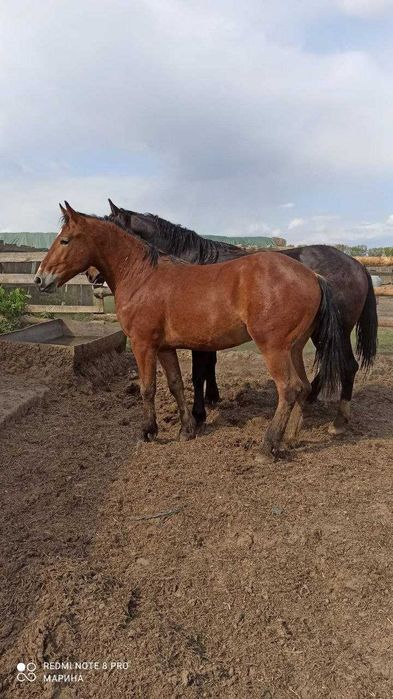 Коні  та  лошата