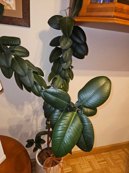 Fikus sprężysty 150 cm