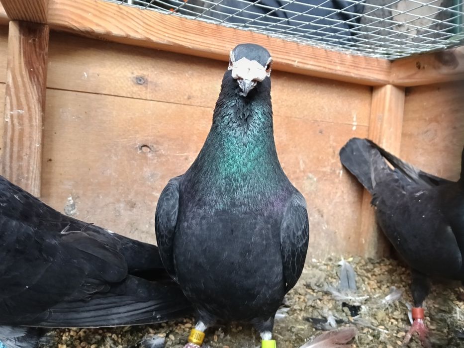 Gołębie pocztowe czarne