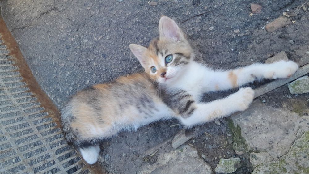 Кошенята в дбайливі руки
