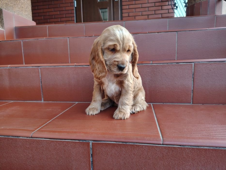 Cocker Spaniel piesek