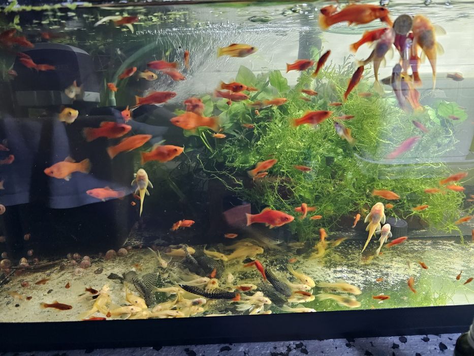 Sprzedam młode mieczyki