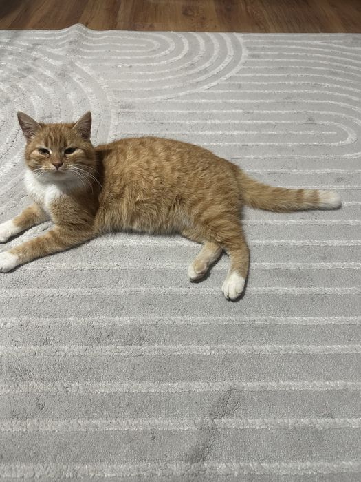 Kociczka roczna oswojona