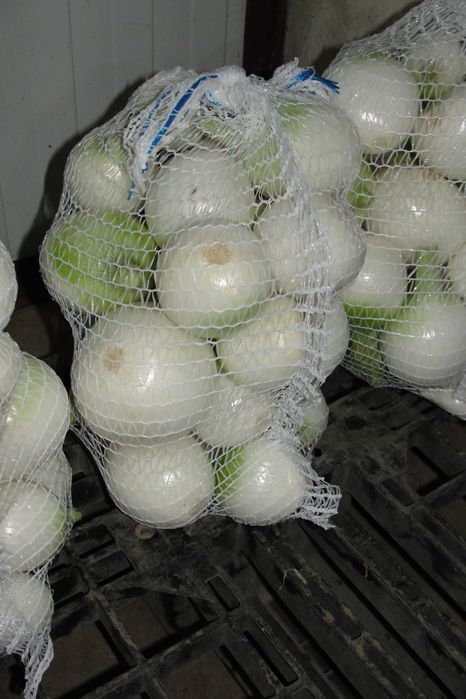 Cebula czosnkowa biała obierana lub w łusce duża