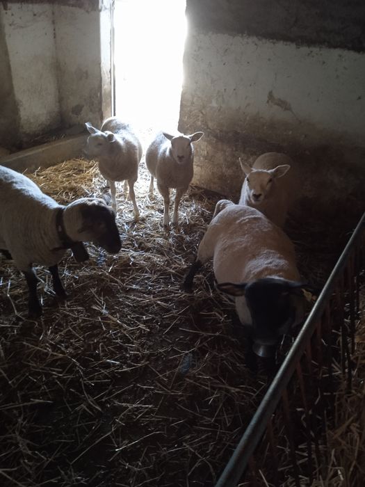 Vendo uma borrega texel e dois machos texel