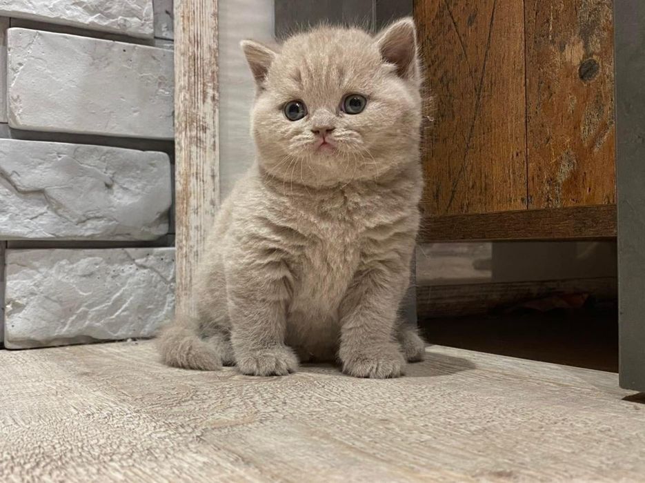 Kocięta brytyjskie koty kocurek kotka brytyjska. FIFE FPL