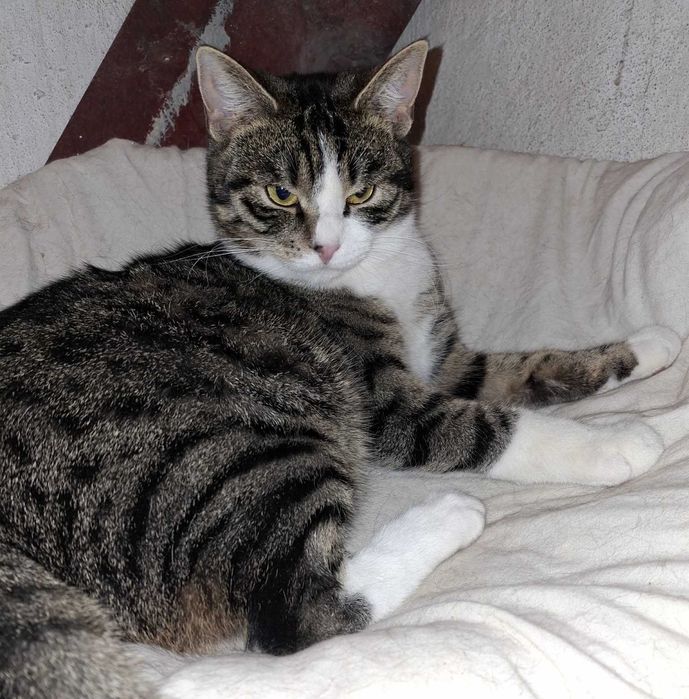 Kociaki do pilnej adopcji