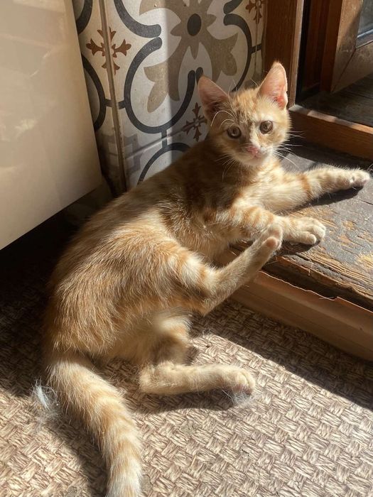 Мега ласкавий хлопчик з притулку