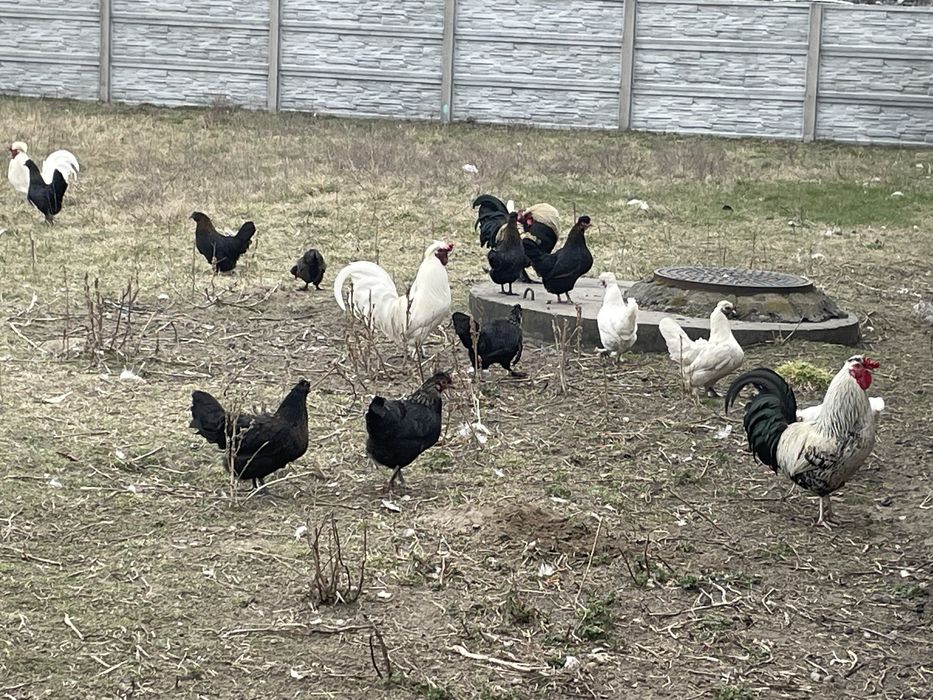 Koguty kury zwierzęta na dalszy chów