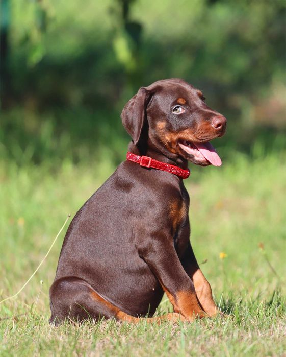 DOBERMAN zapowiedź miotu FCi