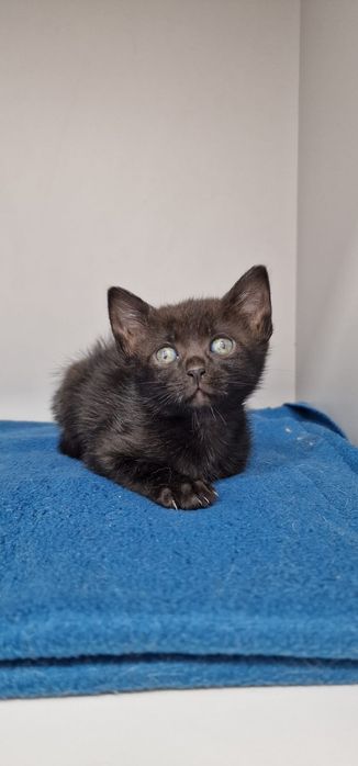 Gatinho para adoção responsável