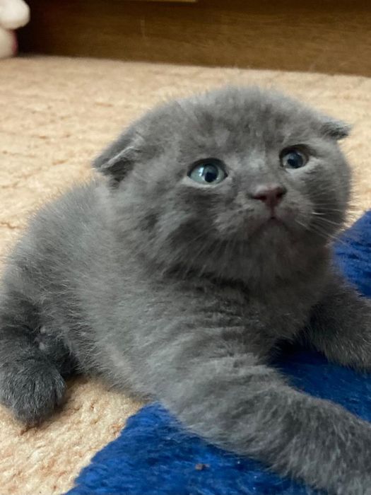 Продаються кошенята