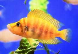 Altolamprologus compressiceps 'Mandarin' Kilima. Cetarius