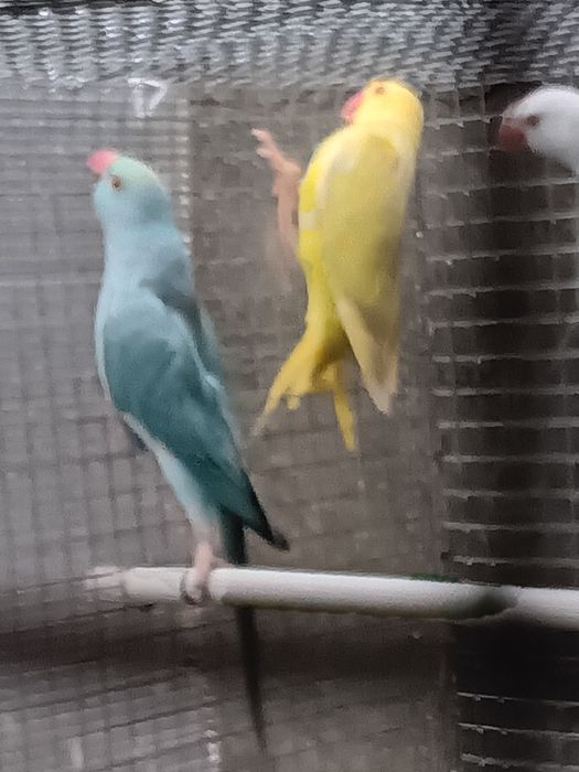Ring necks fêmea