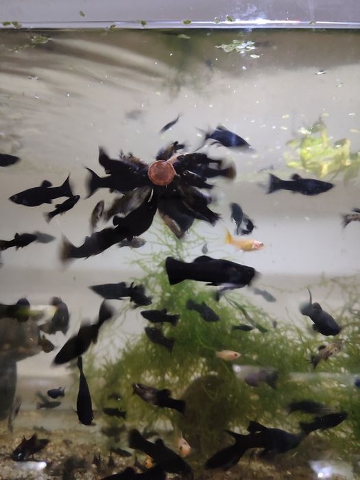 Molinezja księżycowa