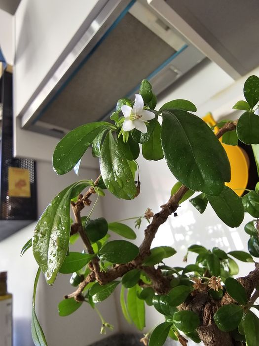 Fukien Tea BONSAI tree (planta natural)