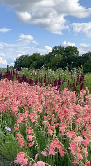Гладіолус, гладіолуси, цибулина, квіти, косарик, косарик.