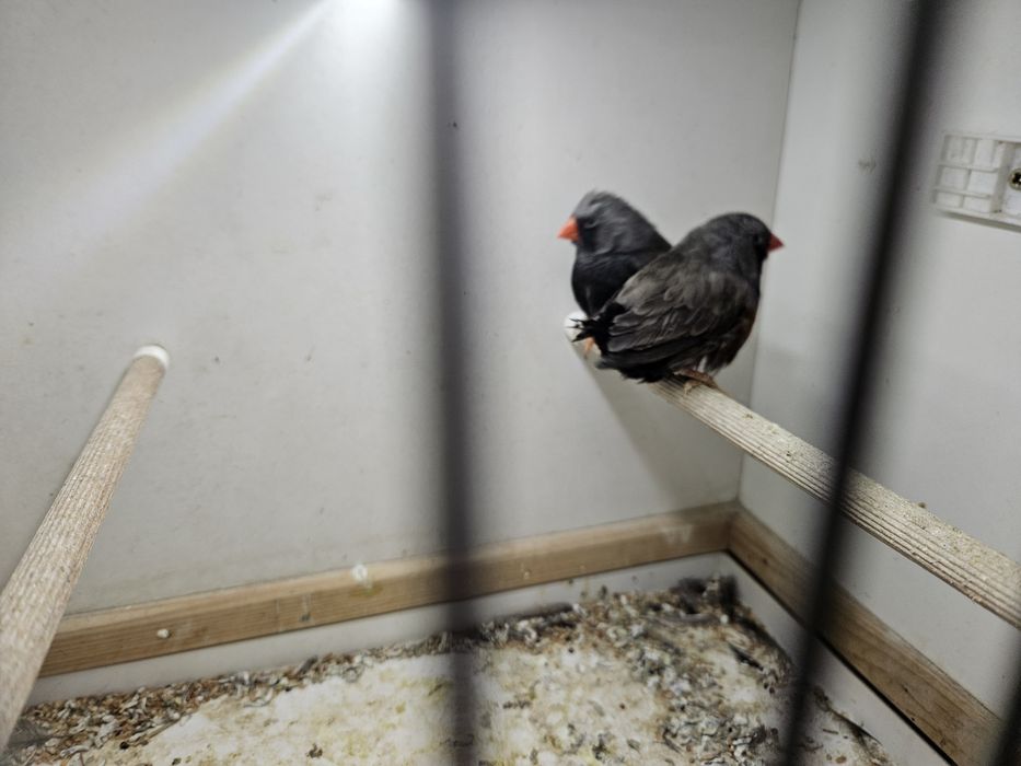 Sprzedam zeberki  koroniaste,  eumo możliwa wymiana