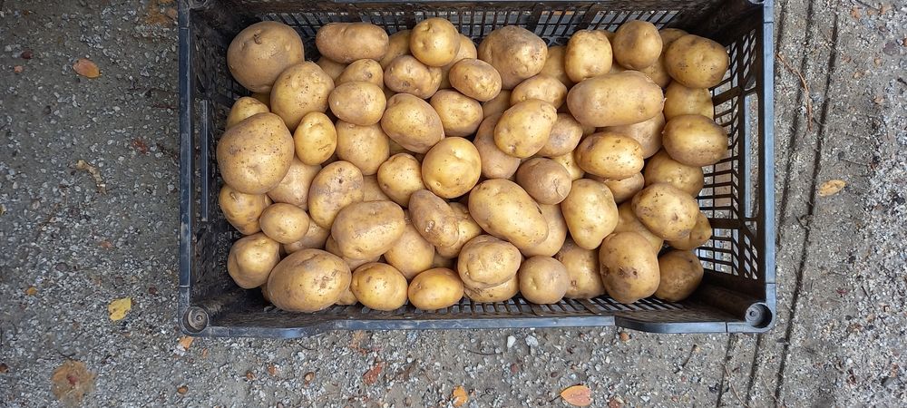 Ziemniaki Denar Młode Niepryskane