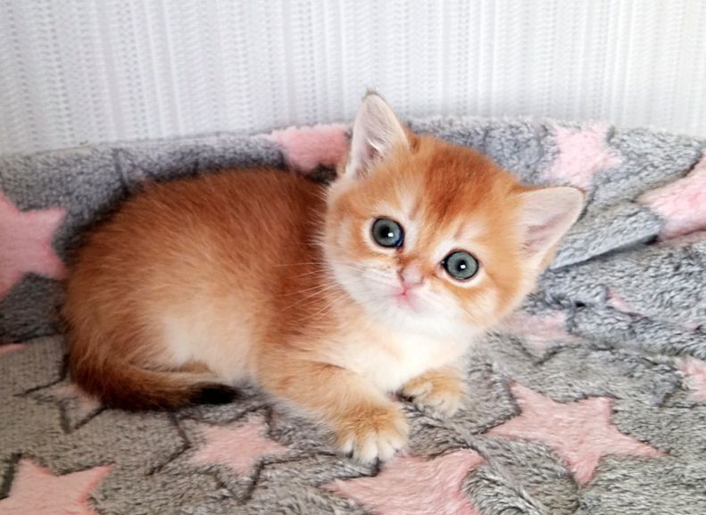 Золота шиншила, неймовірна малишка